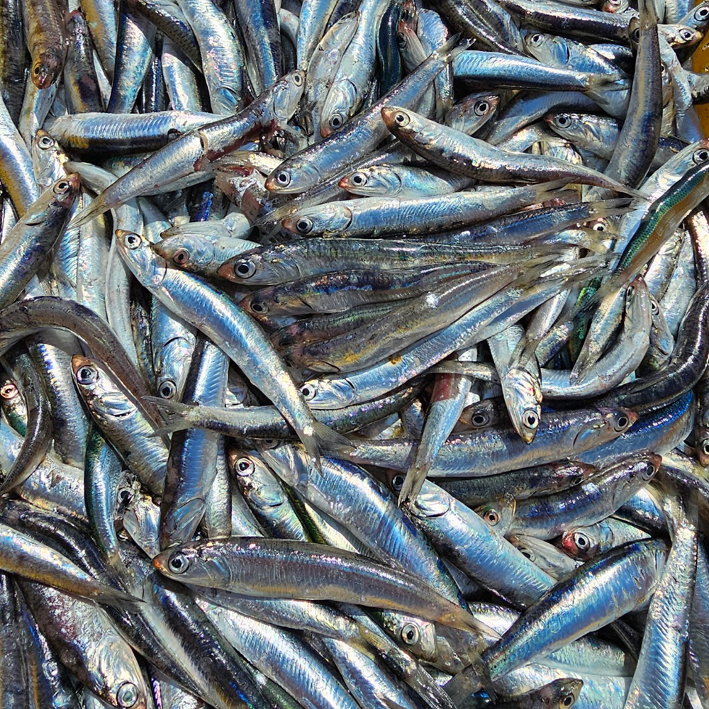 남해 자연산 해녀 생멸치 500g 당일 손질 급냉 구이 쌈밥용 대표이미지 섬네일
