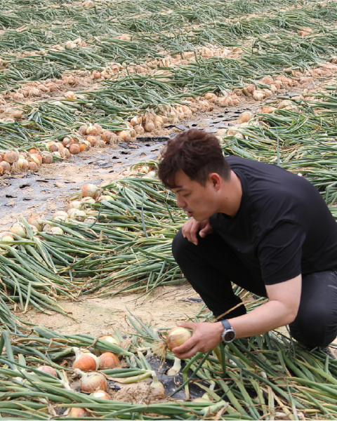 해풍을 맞고 자란 단단한 해풍양파 2.5kg 5kg