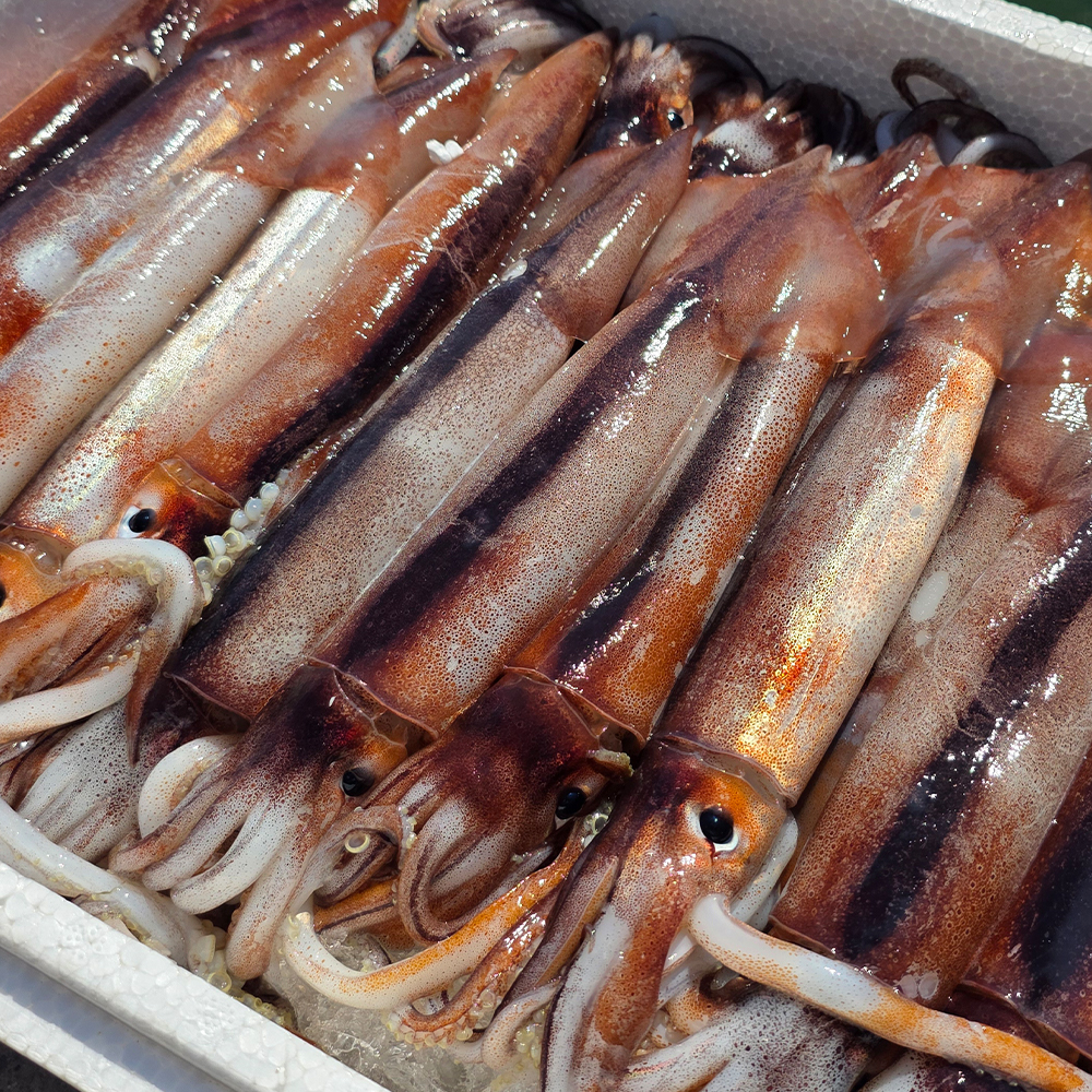 통영 산지직송 생물 오징어 1kg (2-6미 내외)