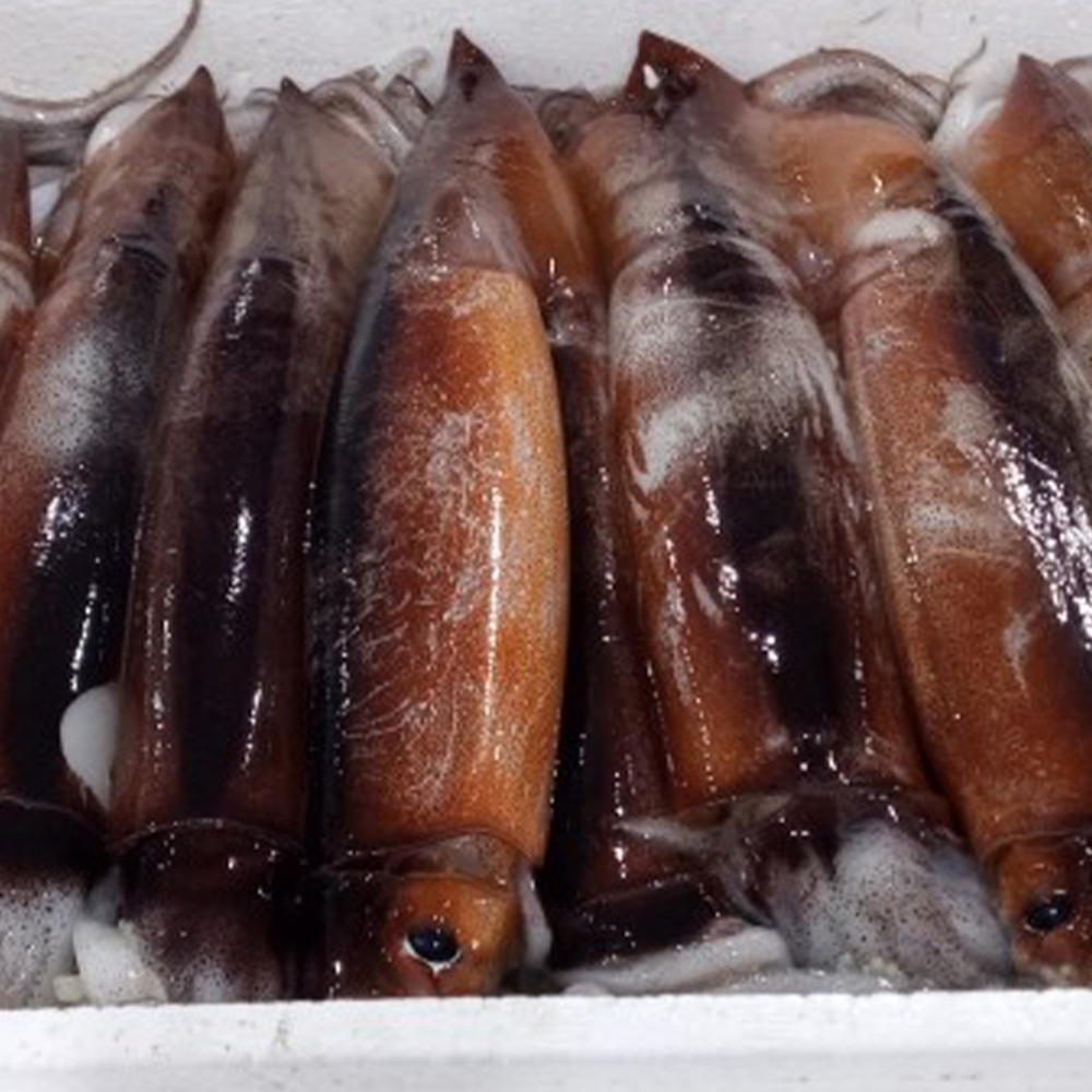 통영 산지직송 생물 오징어 1kg (2-6미 내외)