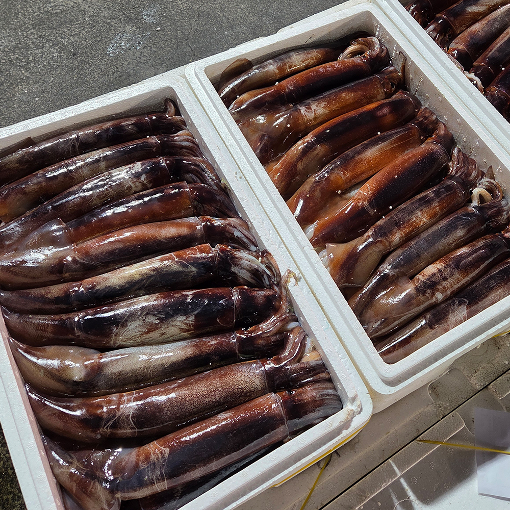 통영 산지직송 생물 오징어 1kg (2-6미 내외)