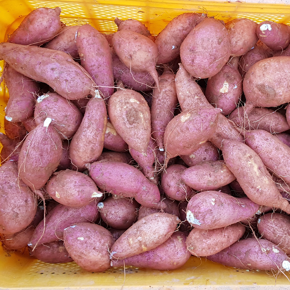 해남 자색고구마 담백 쫀득 산지직송 YG