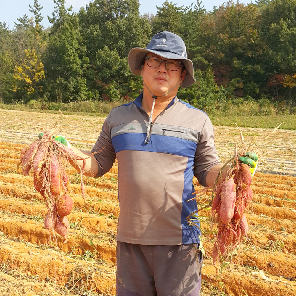 해남 자색고구마 담백 쫀득 산지직송 YG