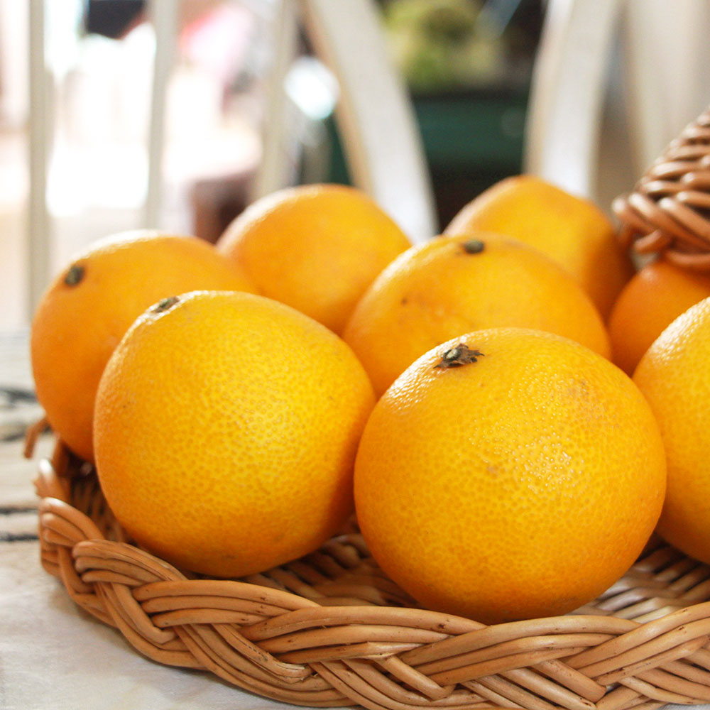 백화점 납품 황금향 저탄소인증 제주 황금향 1kg(5-8입)