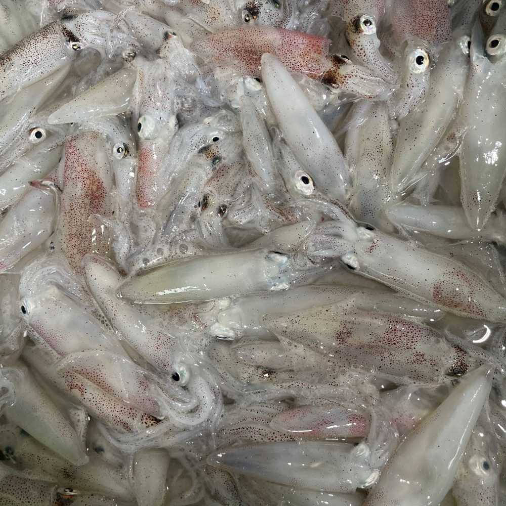 산지직송 바다의 감칠맛 국내산 호래기