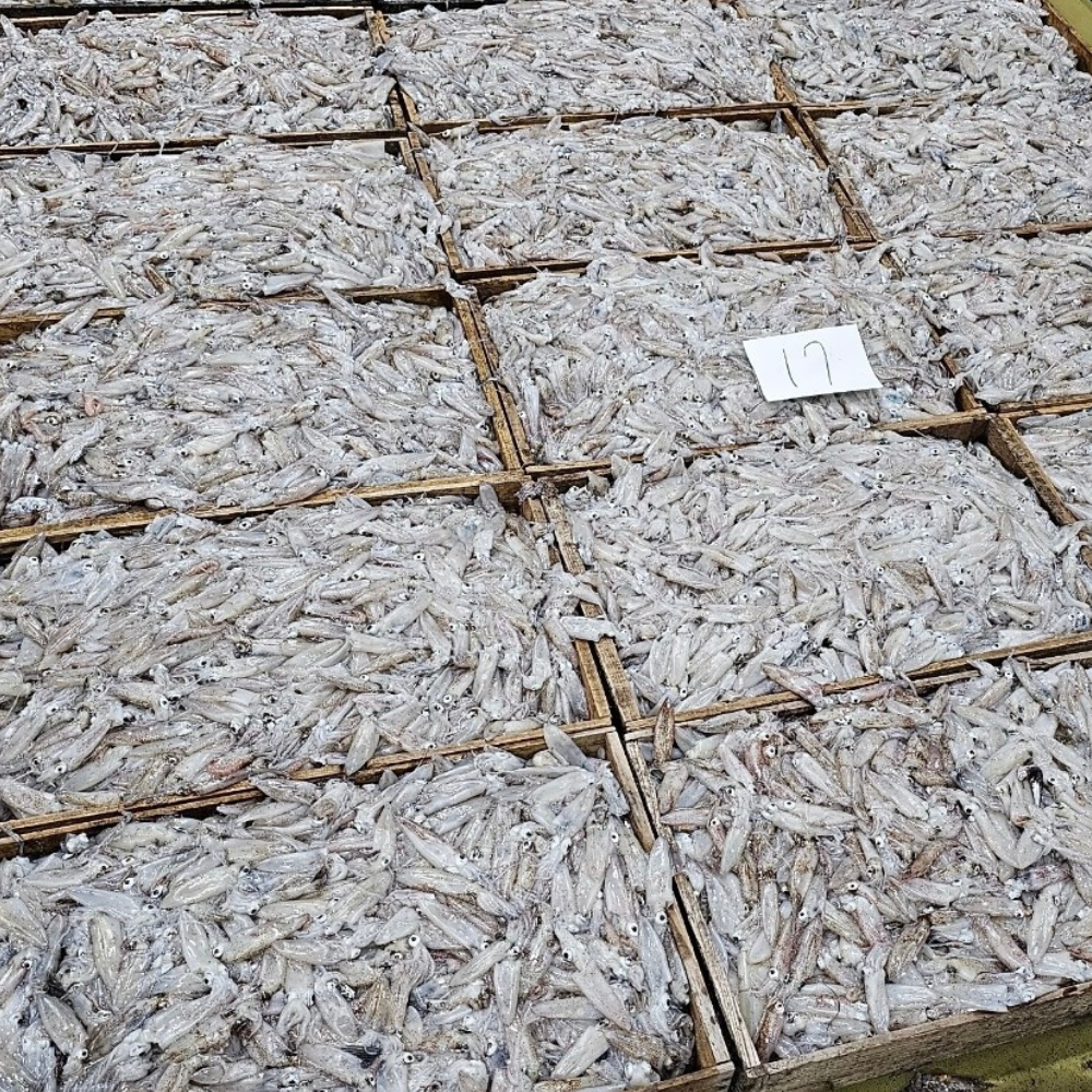산지직송 바다의 감칠맛 국내산 호래기