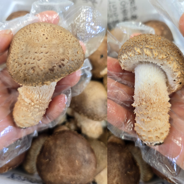 친환경 무농약 고기육질 생 고송버섯 명품 버섯선물세트