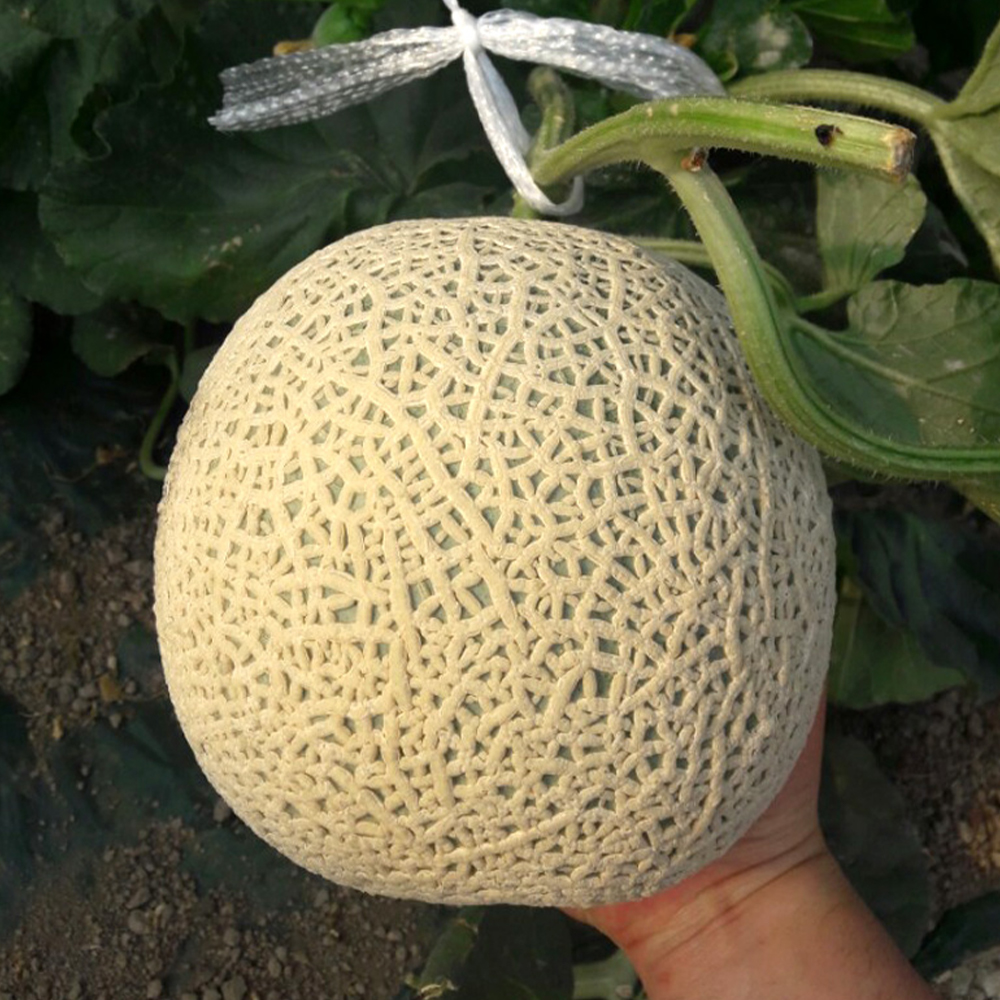 [선물세트] 선물용 메론 프리미엄 머스크 멜론 2수 4~4.5kg
