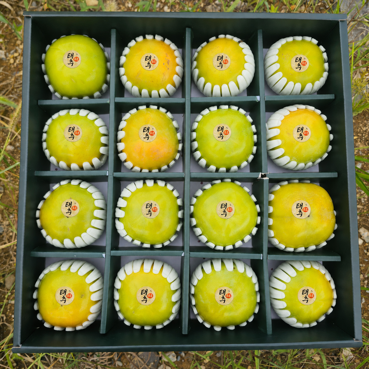 오케이농장 아삭달콤 창원 태추단감 일반용, 선물용(1.5kg, 2kg, 3kg) 고당도 선별 산지직송