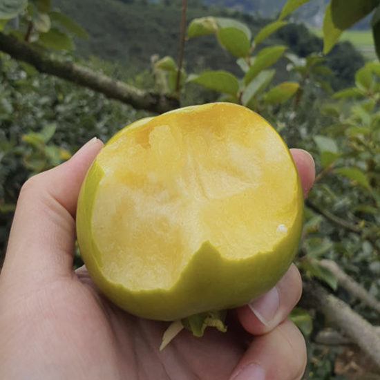 오케이농장 아삭달콤 창원 태추단감 일반용, 선물용(1.5kg, 2kg, 3kg) 고당도 선별 산지직송