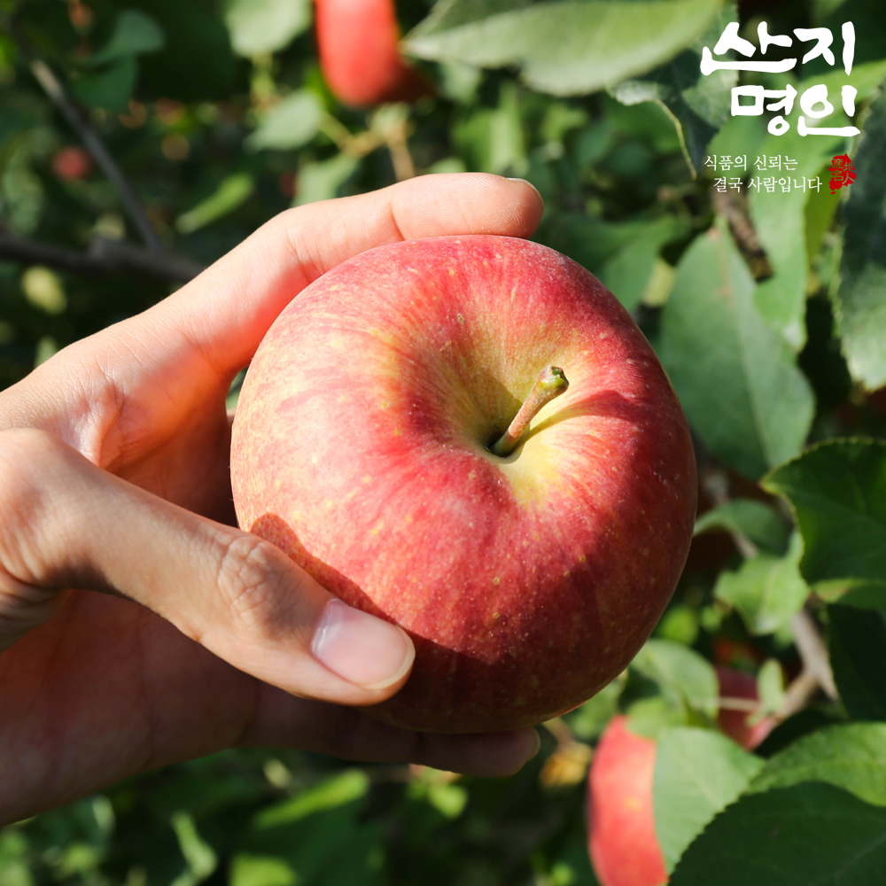 [산지명인] 26년 제철 사과 2kg 홍로 부사 꿀사과 대표이미지 섬네일