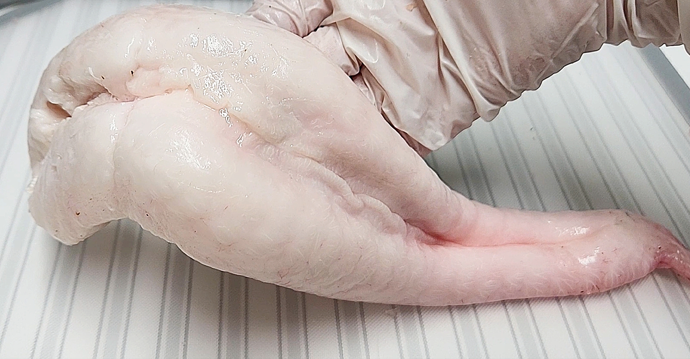 보양식 자연산 신안 임자도 민어 3~8kg 필렛 분리 손질