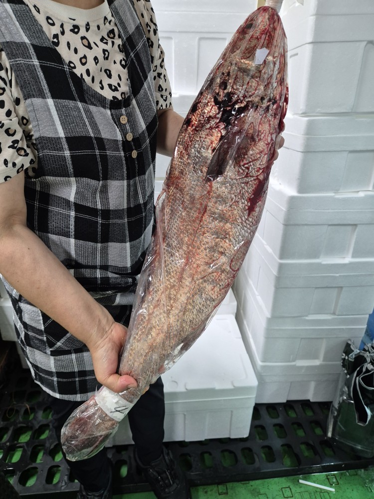 보양식 자연산 신안 임자도 민어 3~8kg 필렛 분리 손질 대표이미지 섬네일