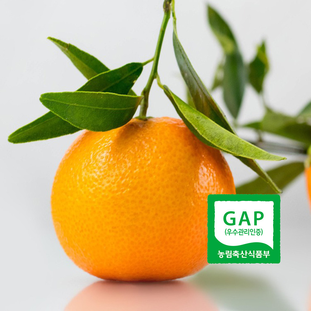 서귀포 GAP인증 AI당도선별 제주 감귤 올레길감귤 산지직송 LD