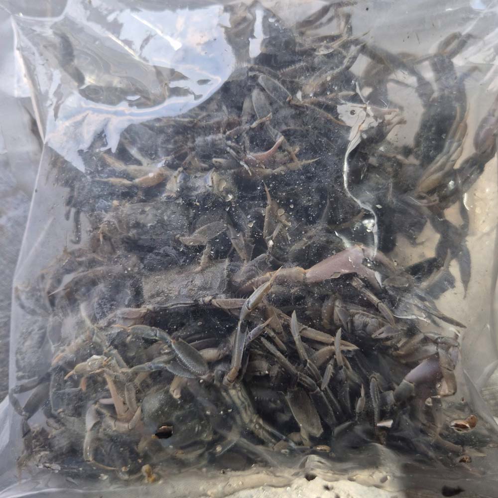국내산 급냉 별랑 칠게 500g 50미 내외