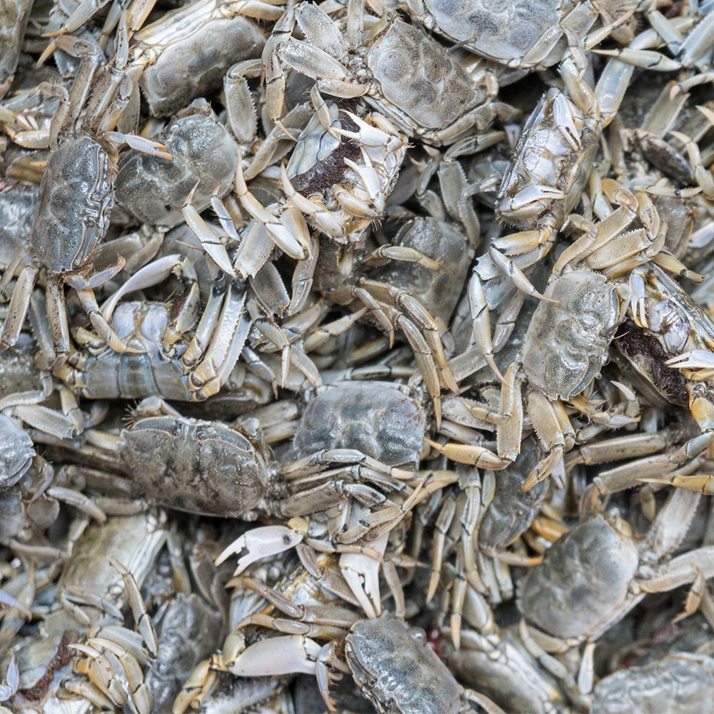 국내산 급냉 별랑 칠게 500g 50미 내외 대표이미지 섬네일