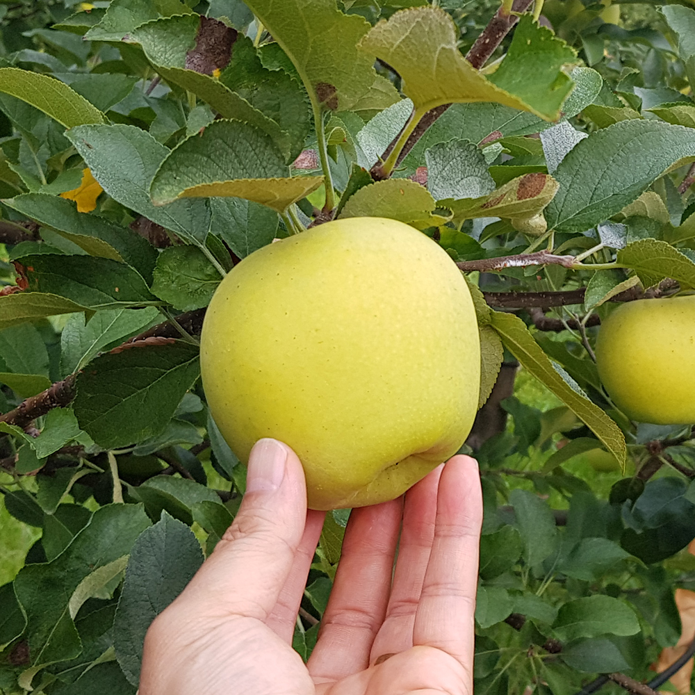 [오커늘푸] 시나노골드 사과 노란 사과 1~5kg