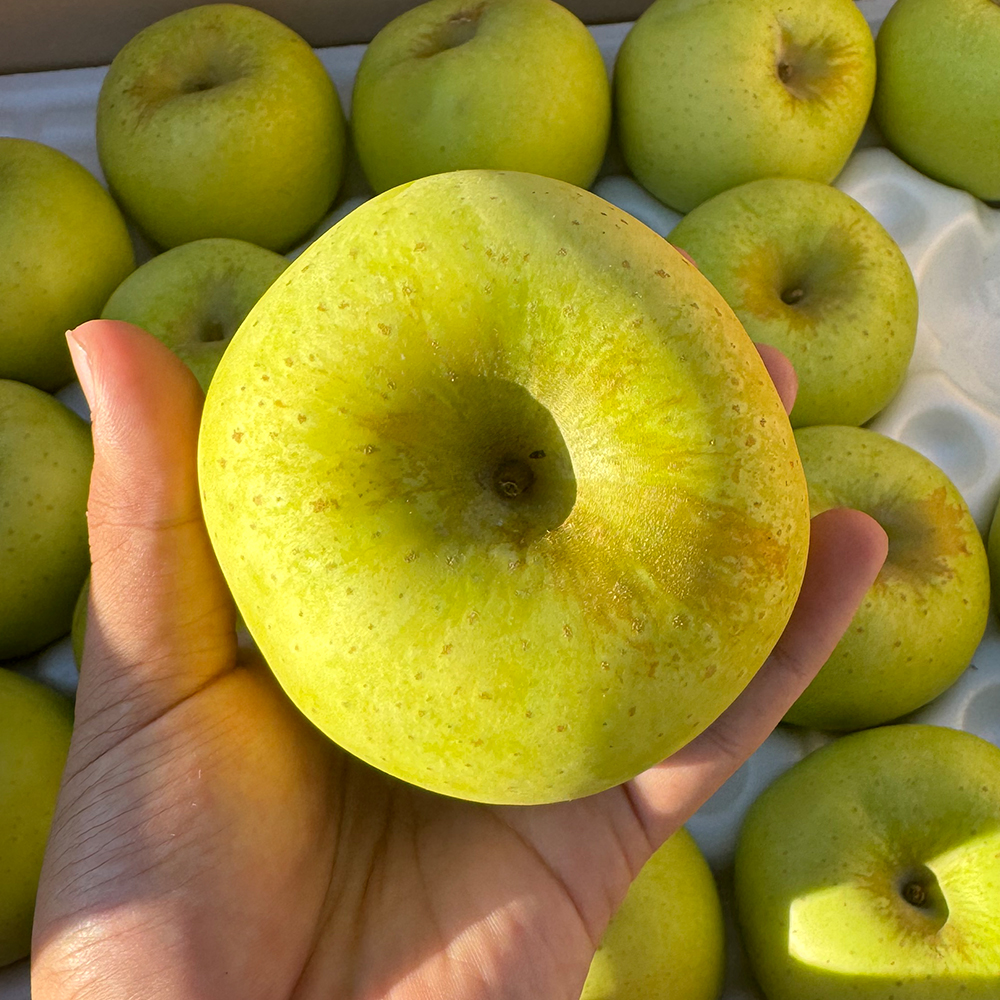 [오커늘푸] 시나노골드 사과 노란 사과 1~5kg