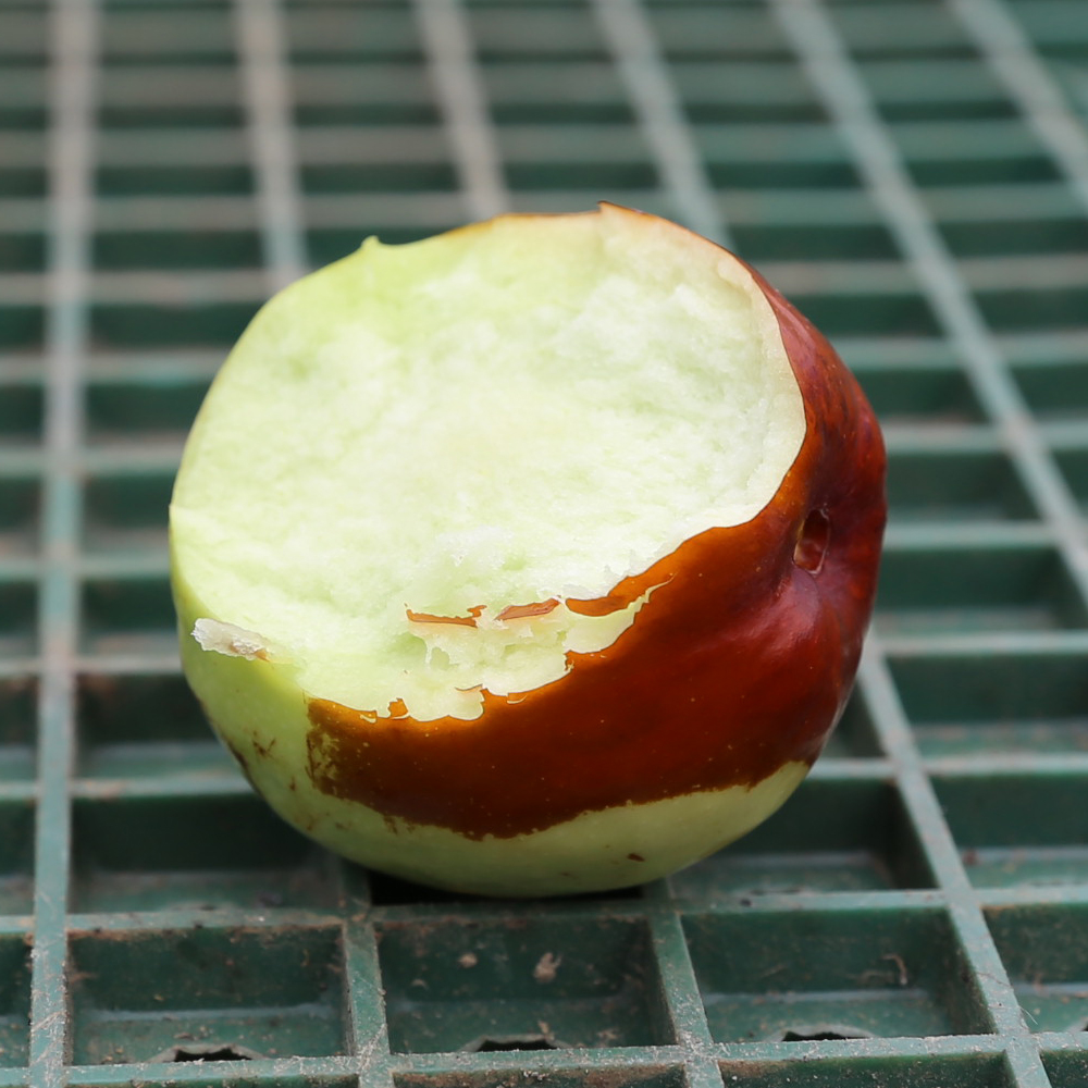 달콤한 맛과 아삭함이 일품인 제철 사과대추 생과