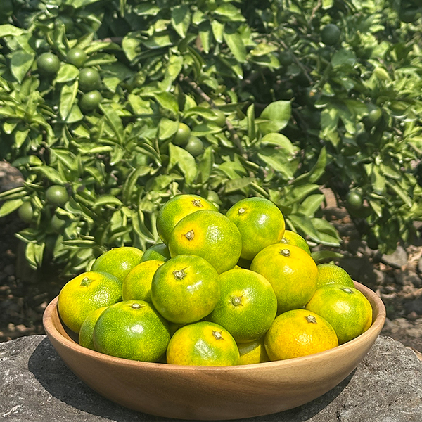 [햇땅] 제주 감귤 극조생 2kg 3kg 5kg 10kg 택1