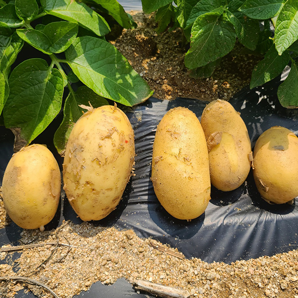 [오커최고] 골든에그 감자 황금감자 2~5kg 대표이미지 섬네일