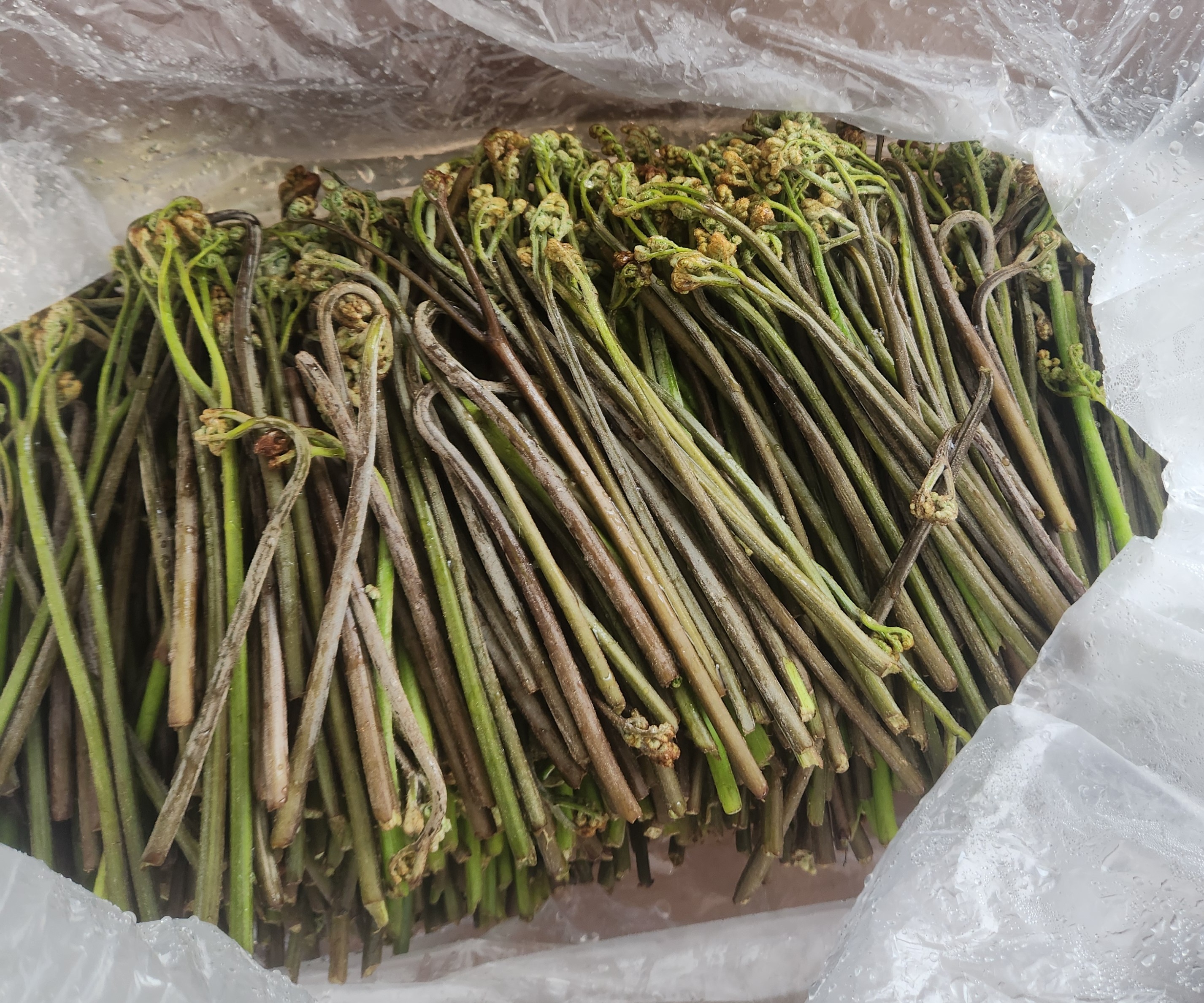 제주 고사리 육개장 (600g)