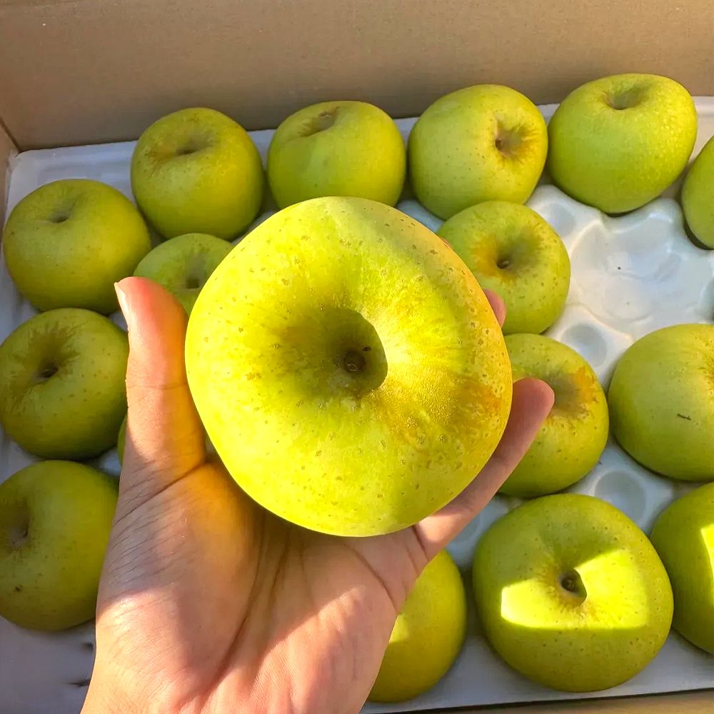 국내산 시나노골드 사과 아삭 달콤 노란 사과 가정용 소과 중과 1kg 2kg 3kg 5kg