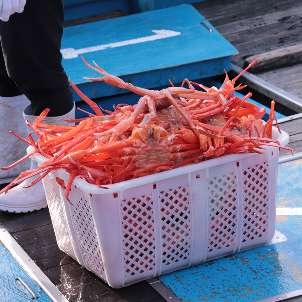 국내산 자숙 홍게 생물 기준 3kg (6-10미)