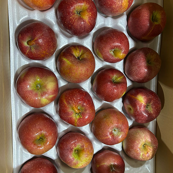 애플랩 감홍 사과 특상품 중대과 2kg