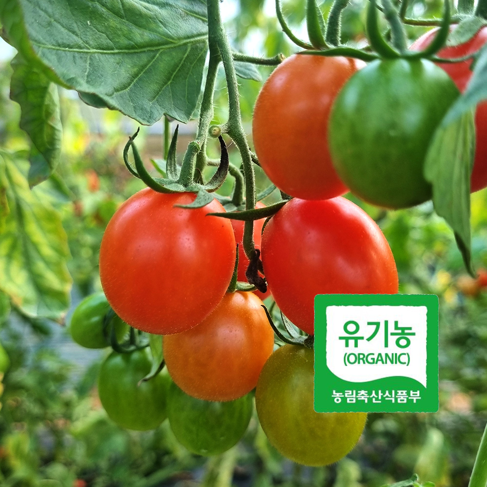 유기농 대추방울토마토 1kg 국내산 대숲맑은 친환경 샐러드 간식용