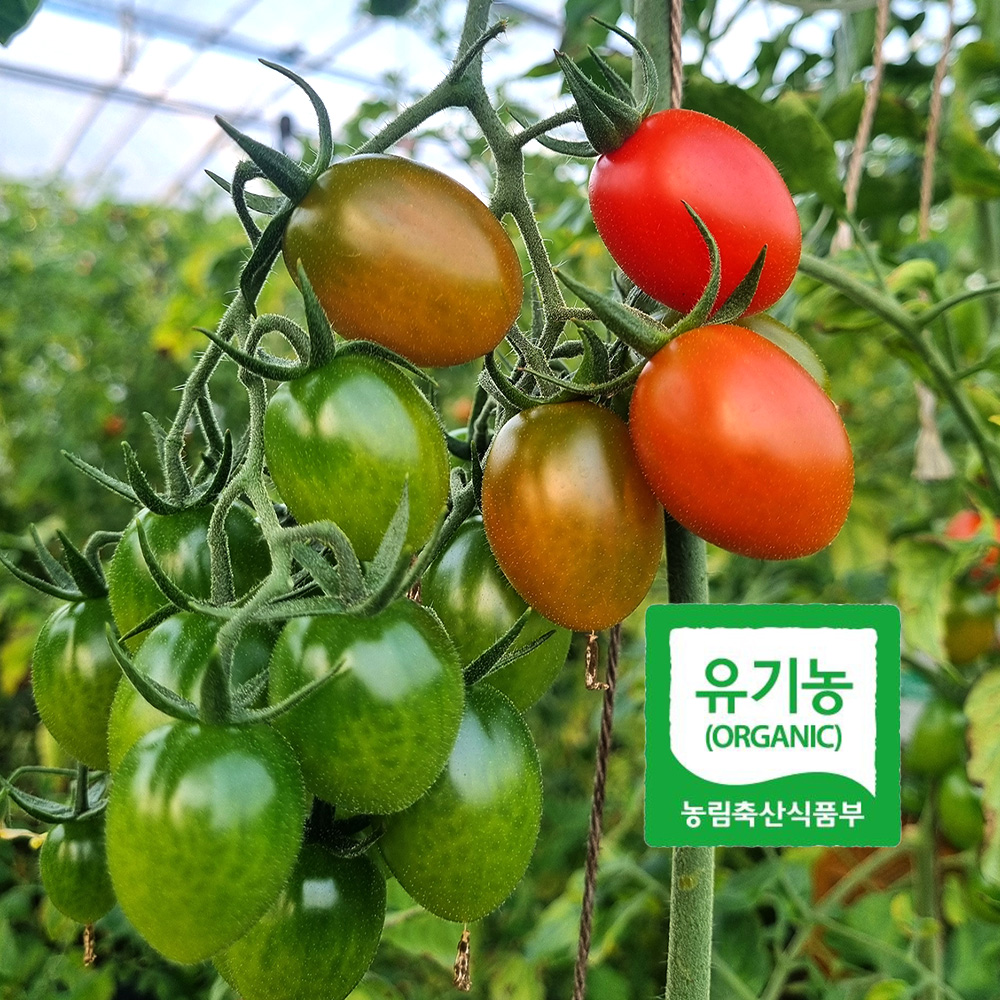 유기농 대추방울토마토 1kg 국내산 대숲맑은 친환경 샐러드 간식용