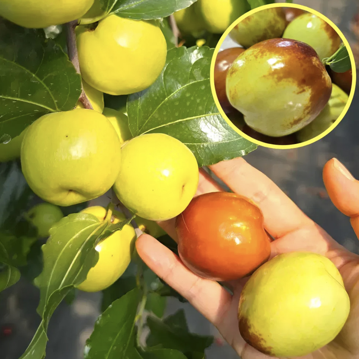 사과대추 아삭한 생대추 강원 화천 2kg [원산지:국산 (강원특별자치도 화천군)]