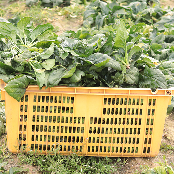 [오커최고] 국내산 시금치 파릇파릇 시금치 500g 1kg 2kg