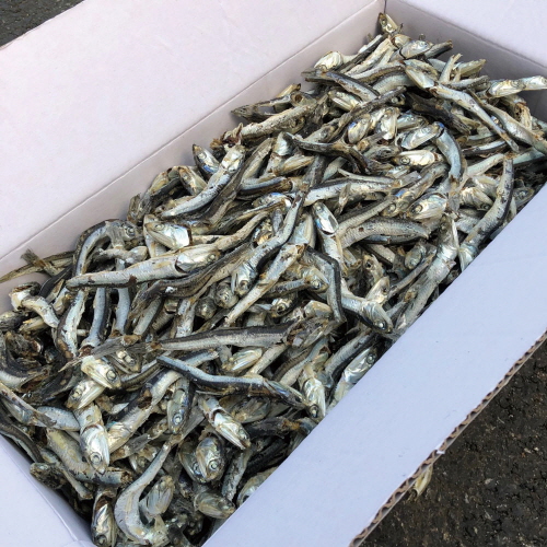 국물용 햇 다시멸치(가정용) 500g