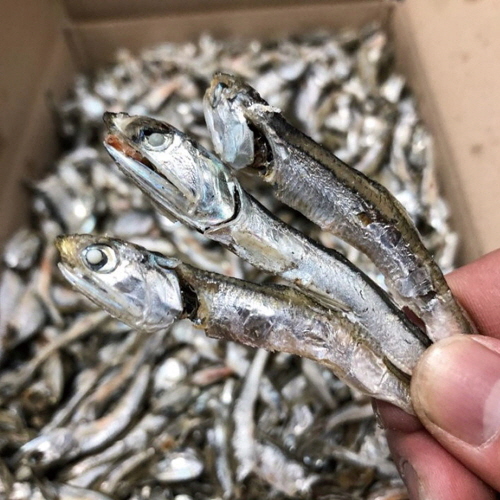 국물용 햇 다시멸치(가정용) 500g