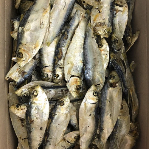 육수용 국산 햇 디포리(실속형) 500g