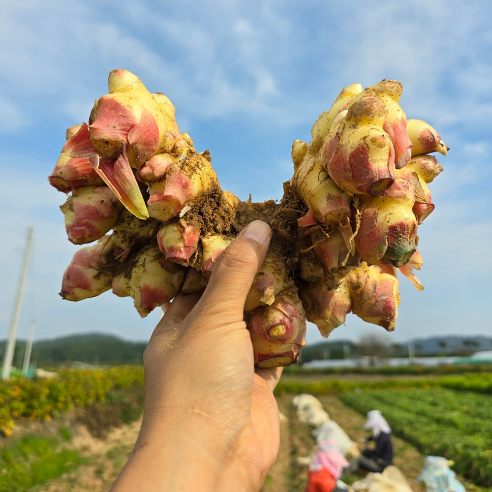 국내산 흙생강 (특품)