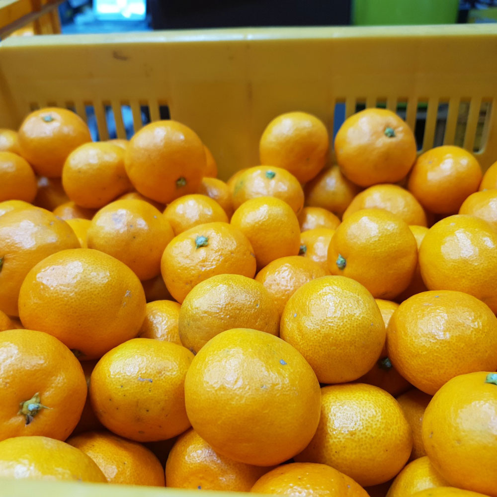 제주 고당도 노지감귤 5kg 대표이미지 섬네일