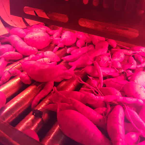 숙성시켜 더 달달한 세척된 꿀밤고구마 3kg(중하)