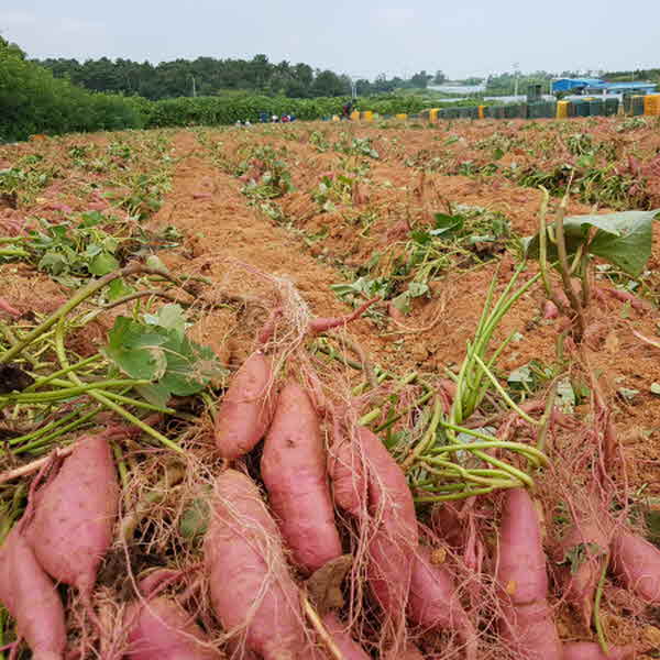 숙성시켜 더 달달한 세척된 꿀밤고구마 3kg(중하)