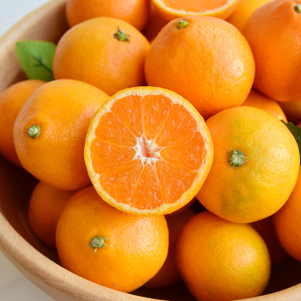제주 서귀포 타이벡 감귤 노지 조생 귤 가정용 대표이미지 섬네일