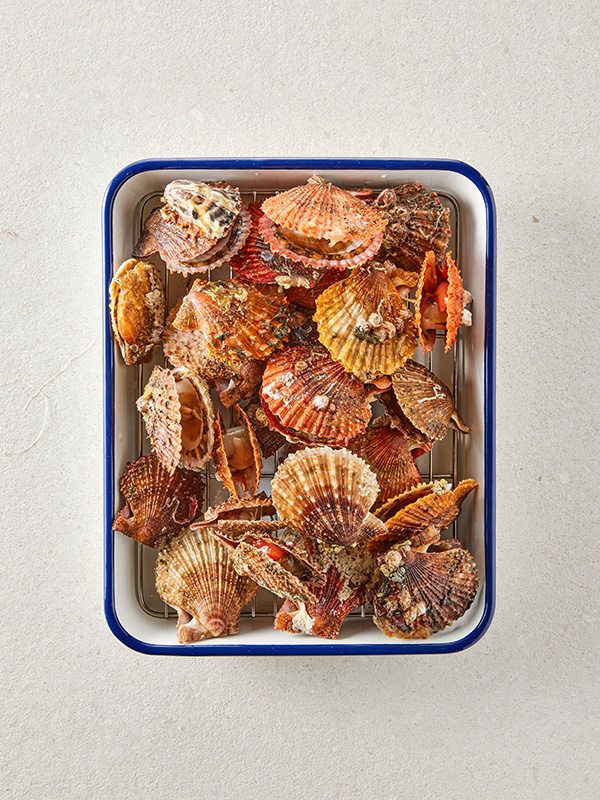 통영 비단가리비 (1kg)