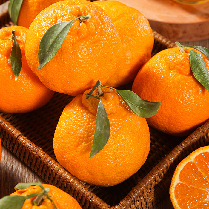 제주 한라봉 1.5kg/2.5kg/4.5kg