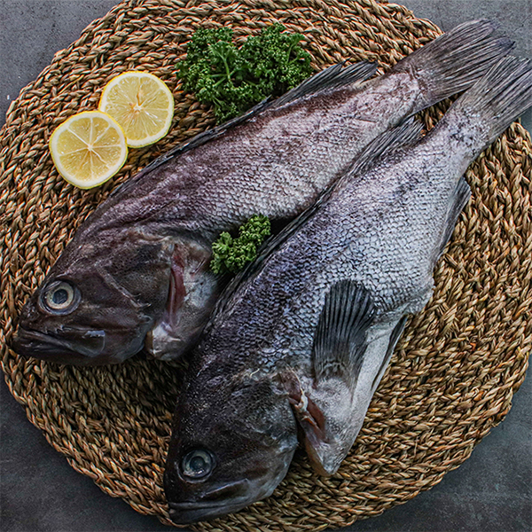 군산 제수용 손질된 반건조 생선 국내산 우럭 1미