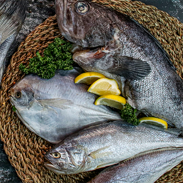 군산 제수용 손질된 반건조 생선 국내산 우럭 1미
