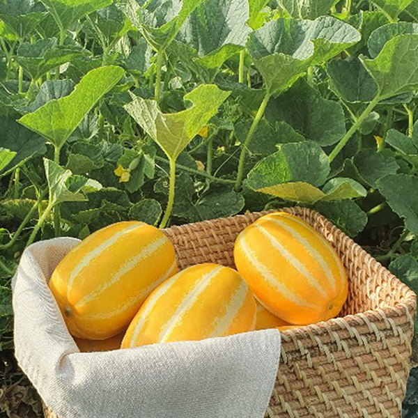 싱싱하고 달콤한 해란팜 성주참외 3kg , 5kg