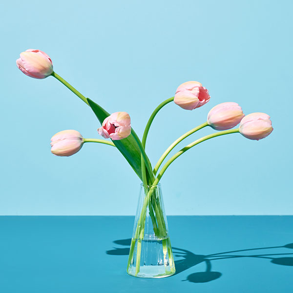 샤베트 튤립(5송이)