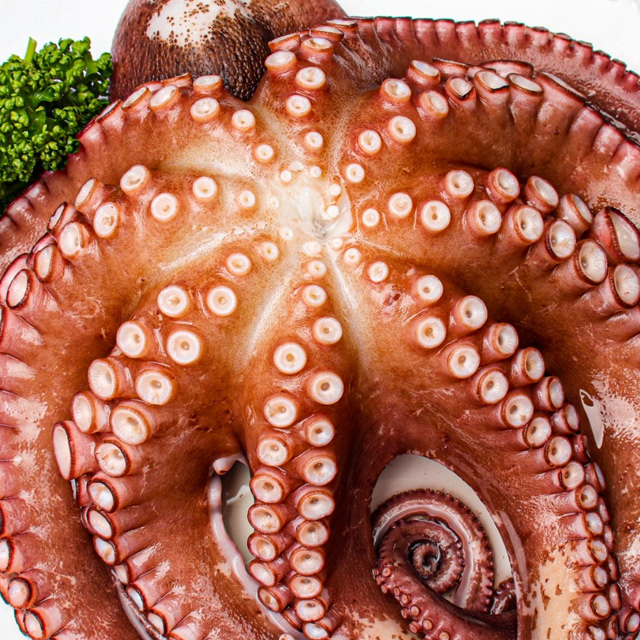 통영 자연산 돌문어 1kg