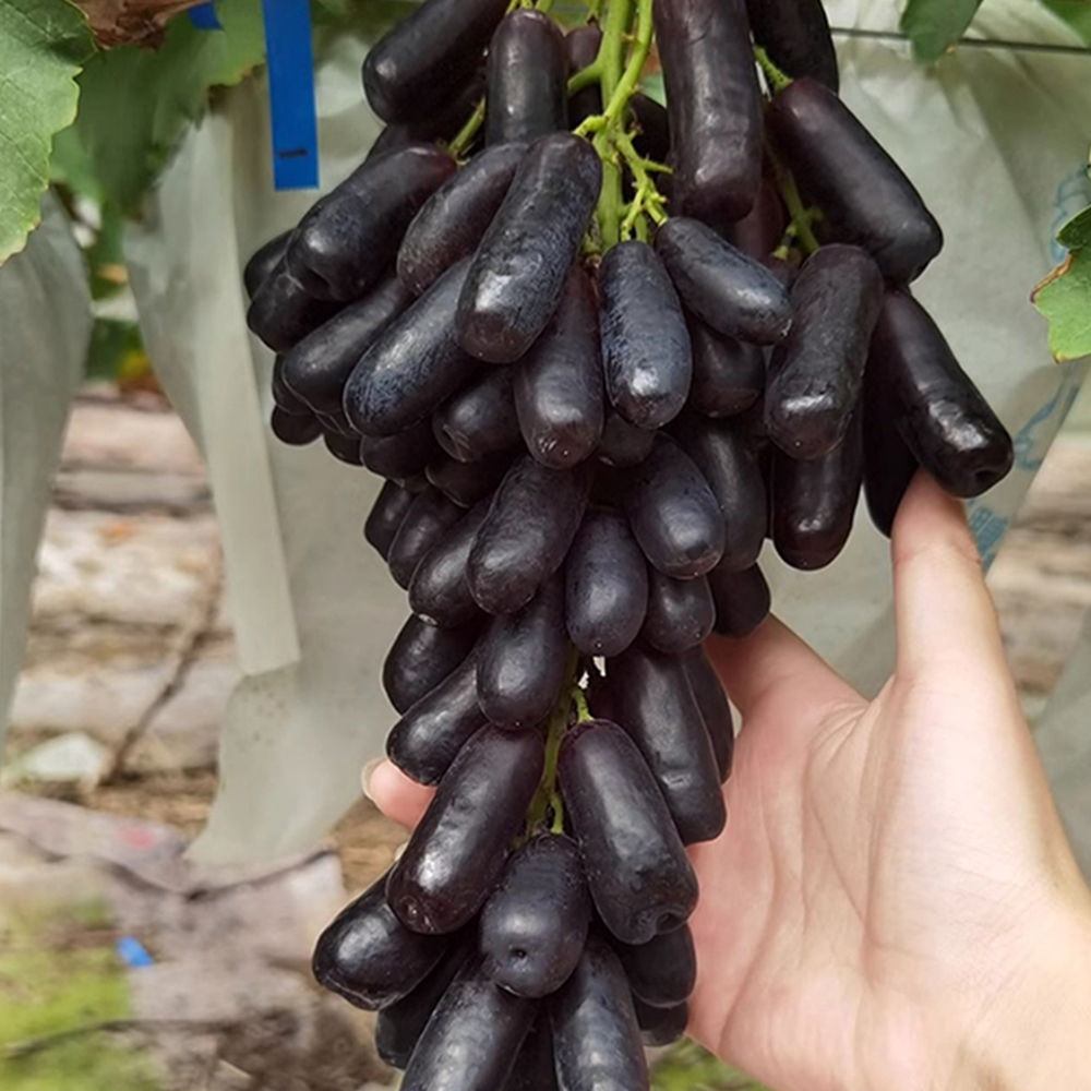 산지직송 프레쉬 씨없는 고당도 이색 포도 8kg이상 (거봉/크림슨적포도/블랙사파이어/블랙하트)