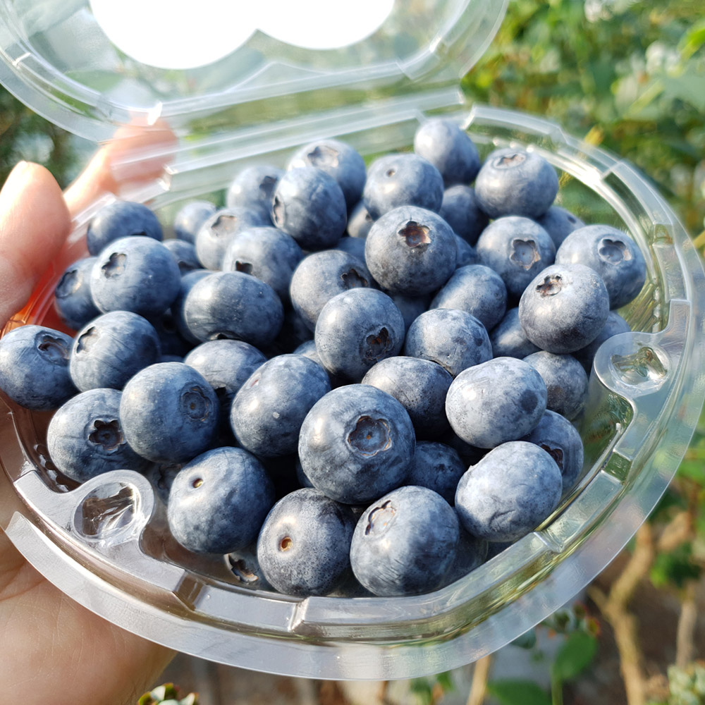 GAP인증 국내산 통영 블루베리 600g, 1kg(특대, 특품, 상품) /옵션선택